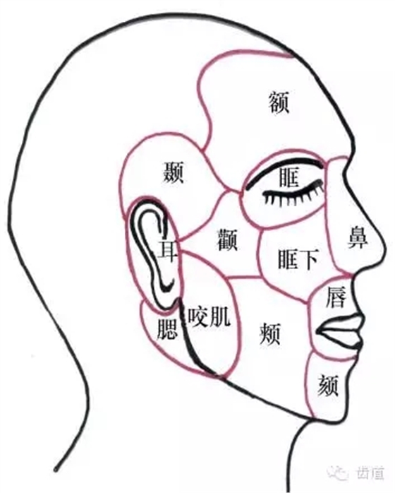 牙醫基礎知識：口腔頜面部應用解剖生理