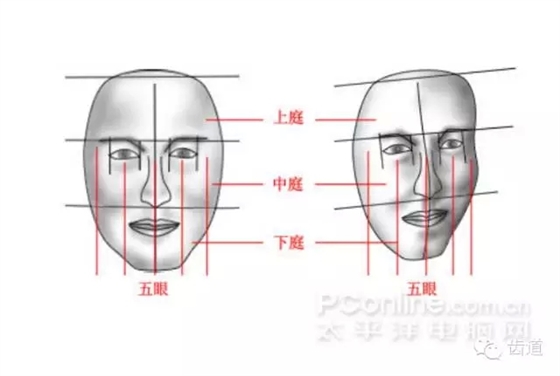 牙醫基礎知識：口腔頜面部應用解剖生理