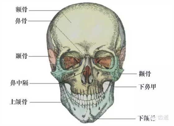 牙醫基礎知識：口腔頜面部應用解剖生理