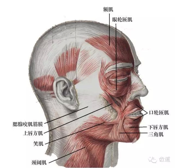 牙醫基礎知識：口腔頜面部應用解剖生理