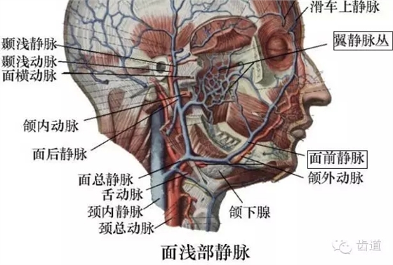 牙醫基礎知識：口腔頜面部應用解剖生理