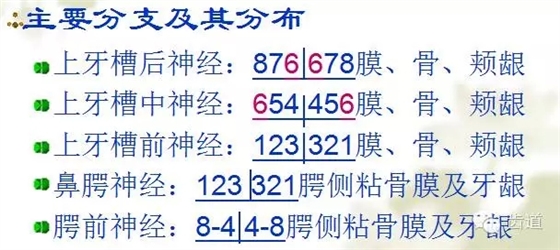 牙醫基礎知識：口腔頜面部應用解剖生理