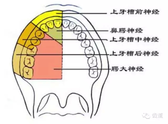 牙醫基礎知識：口腔頜面部應用解剖生理