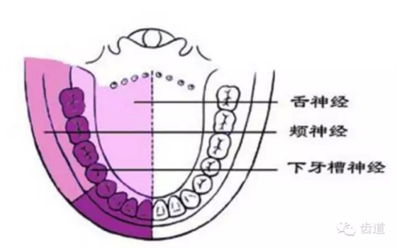 牙醫基礎知識：口腔頜面部應用解剖生理