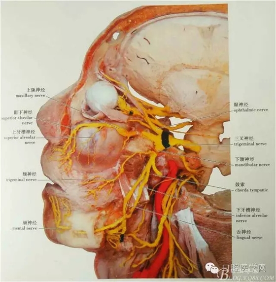 即使是老手也會失手的麻醉----下牙槽、舌、頰一次阻滯麻醉