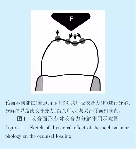 王美青.淺談咬合修復重建中的（牙合）學問題