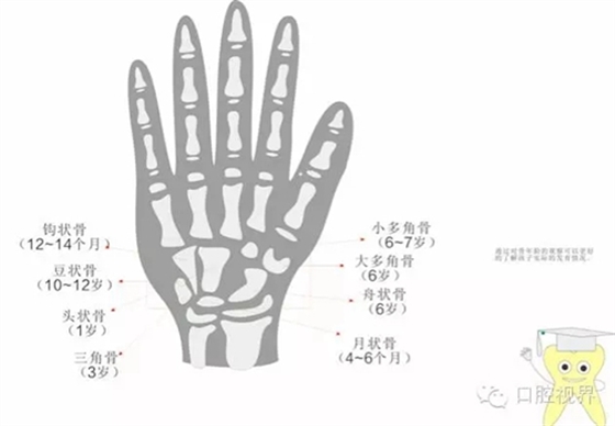 【愛牙科普知識300問】之 “口腔是怎樣形成發育和工作的？”