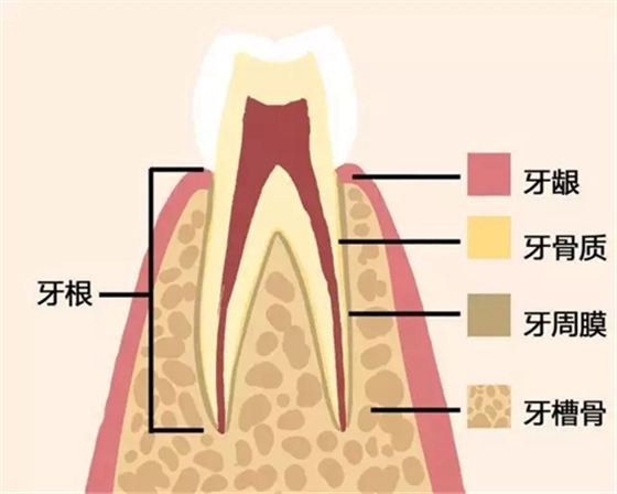 【愛(ài)牙科普】牙齒是如何脫落的…