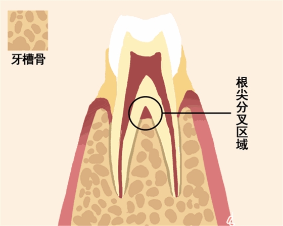 【愛(ài)牙科普】牙齒是如何脫落的…