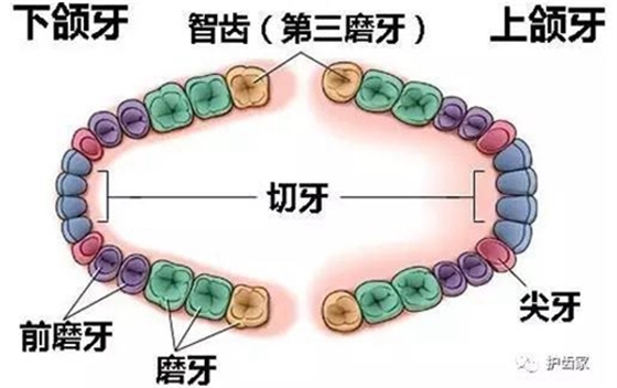 智齒一定要拔嗎?