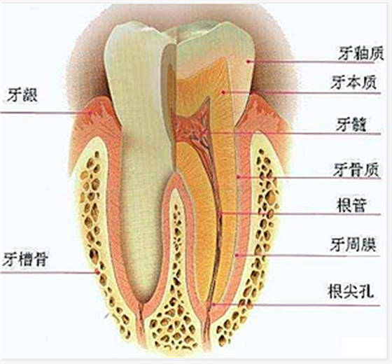 牙齒的結構