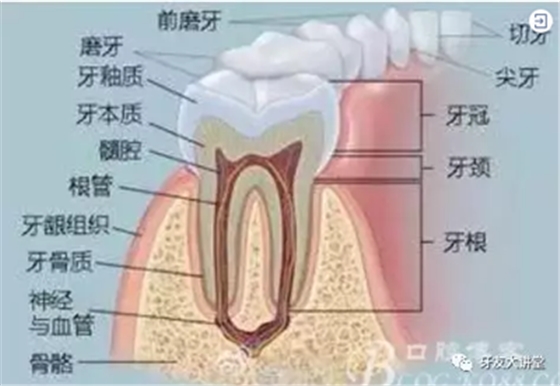 怎樣預(yù)防牙齦萎縮