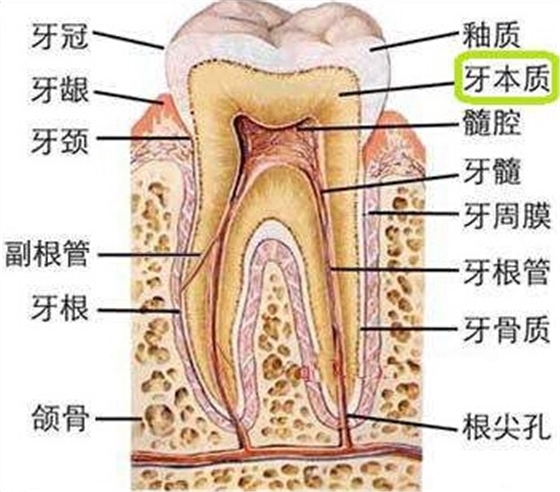 牙本質