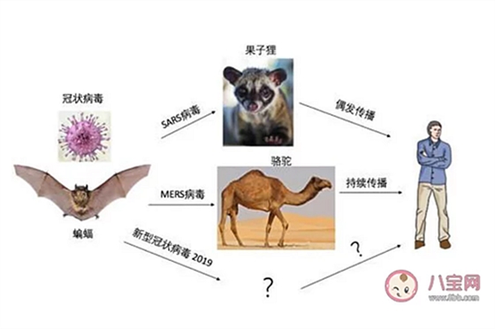 新型冠狀病毒感染了一定會發熱嗎？新型冠狀病毒前期的癥狀有哪些？