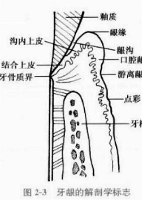 牙齦的解剖學標志