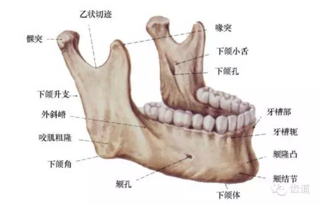 牙醫基礎知識：口腔頜面部應用解剖生理