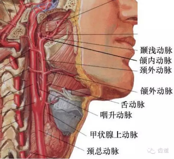 牙醫基礎知識：口腔頜面部應用解剖生理