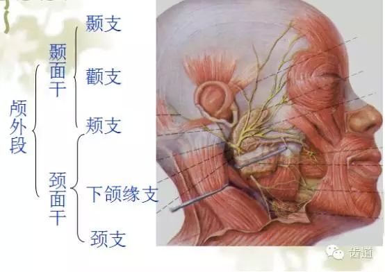 牙醫基礎知識：口腔頜面部應用解剖生理