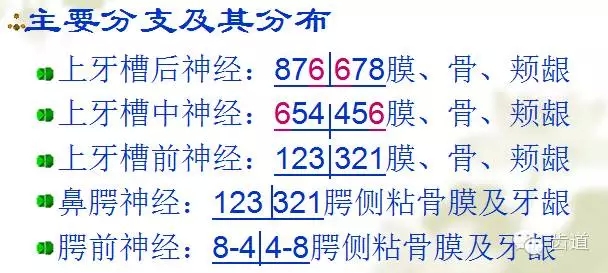 牙醫基礎知識：口腔頜面部應用解剖生理