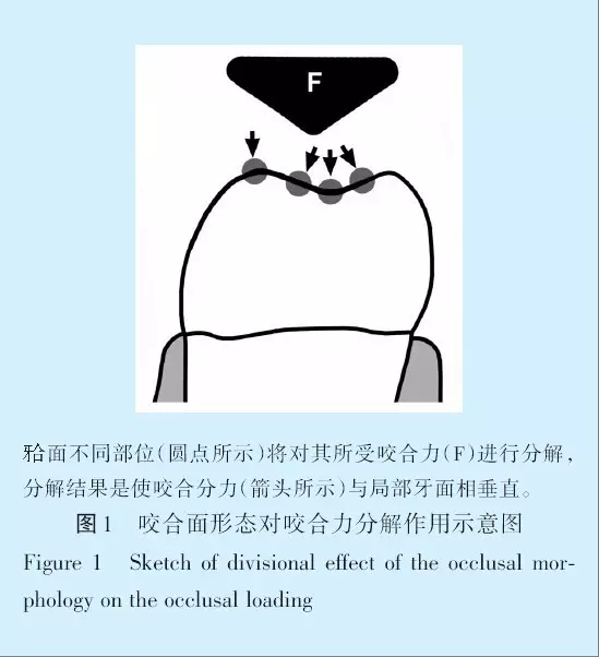 王美青.淺談咬合修復重建中的（牙合）學問題