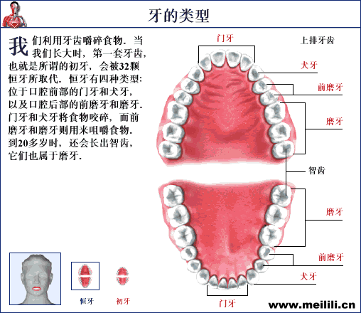 【愛牙科普】牙齒原來分這幾種類型？.gif