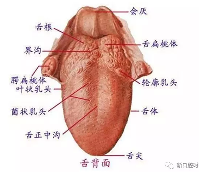 口腔科相關(guān)解剖圖