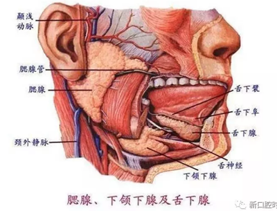 口腔科相關(guān)解剖圖