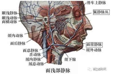 口腔科相關(guān)解剖圖