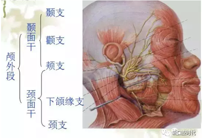 口腔科相關(guān)解剖圖