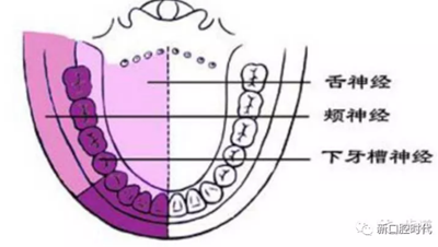 口腔科相關(guān)解剖圖