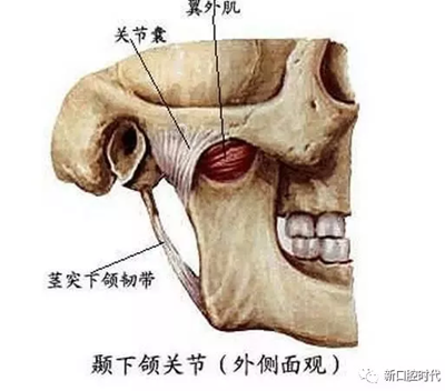 口腔科相關(guān)解剖圖