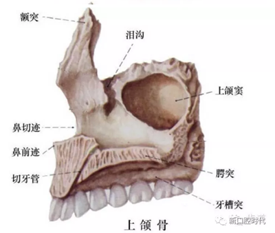 口腔科相關(guān)解剖圖