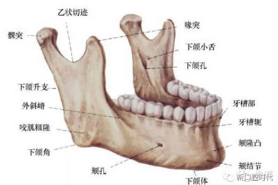 口腔科相關(guān)解剖圖