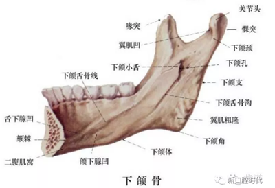 口腔科相關(guān)解剖圖