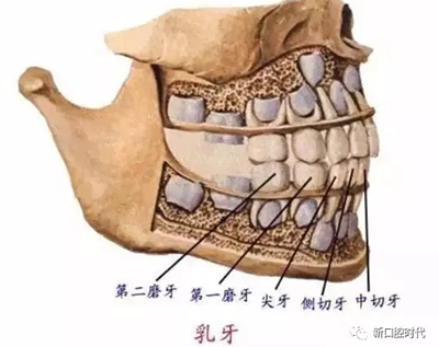 口腔科相關(guān)解剖圖