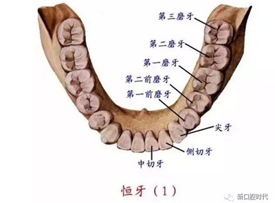 口腔科相關(guān)解剖圖