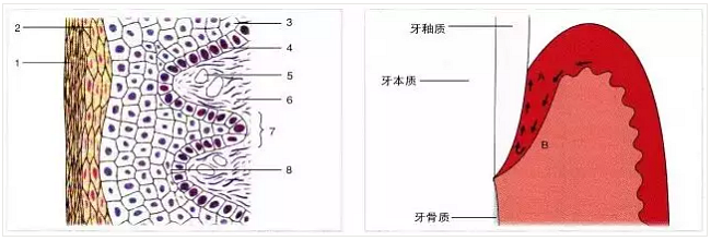 【深牙周袋治療】深牙周袋處理術式的選擇