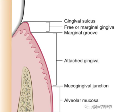 牙周解剖（一）：角化齦和附著齦爭議總結