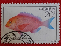 金魚(yú)